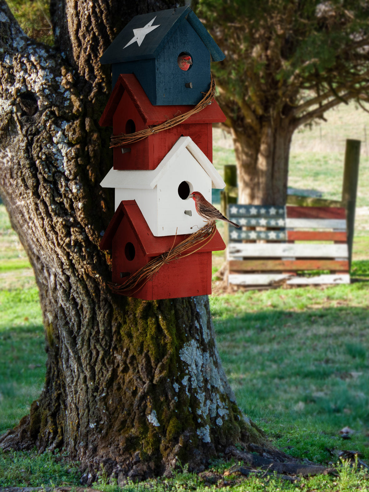 Texas Roadhouse – decorative birdhouse